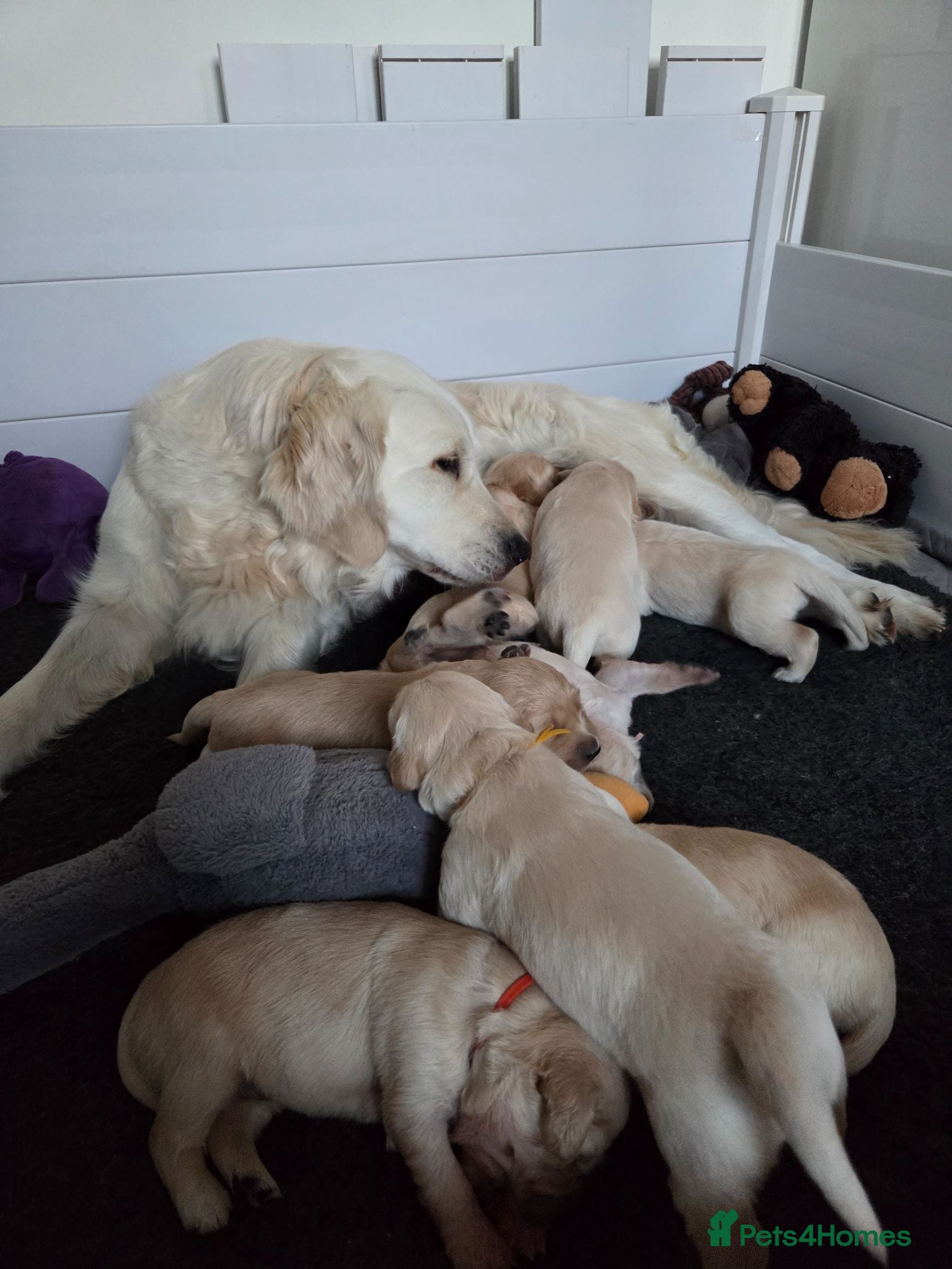 Golden Retriever dogs 💚KC Golden Retriever healthy pups are here 💚 - Advert 8