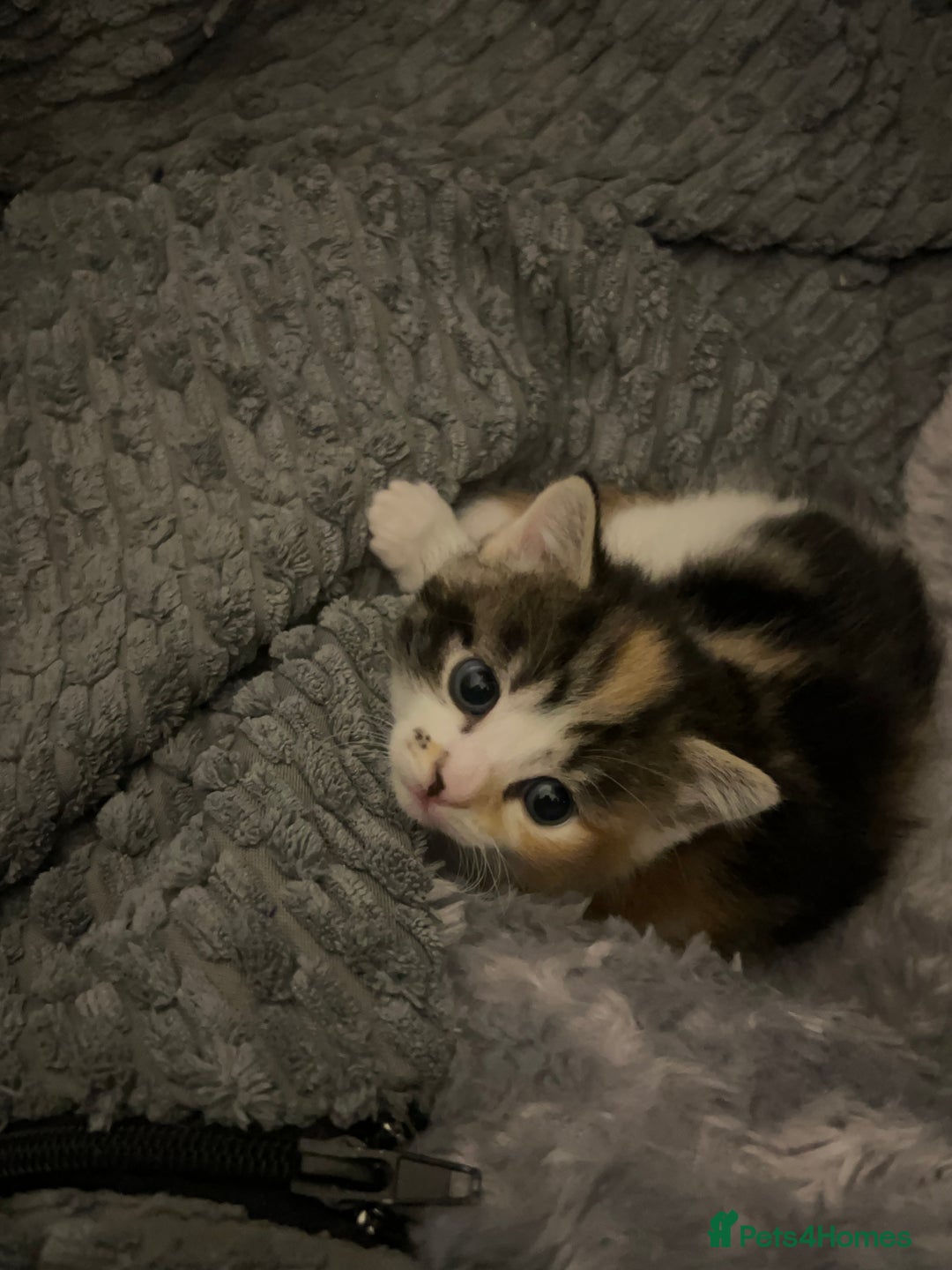 Mixed Breed cats for sale: Mixed breed kittens loving for their forever home - Advert 24