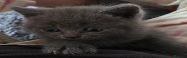 British Shorthair 3