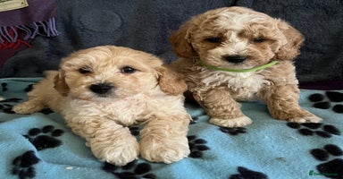 Poochon dogs - Advert 10