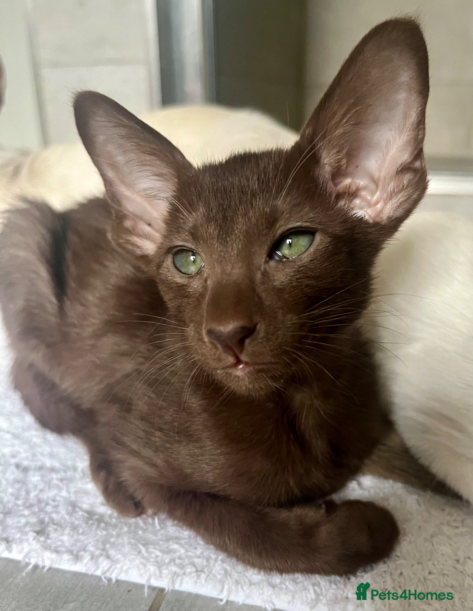 Havana Brown cats Pedigree Havana Brown Kittens GCCF reg - Advert 1