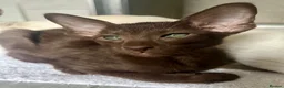 Havana Brown cats for sale: Exclusive Pedigree Havana Brown Kittens GCCF reg - Advert 1