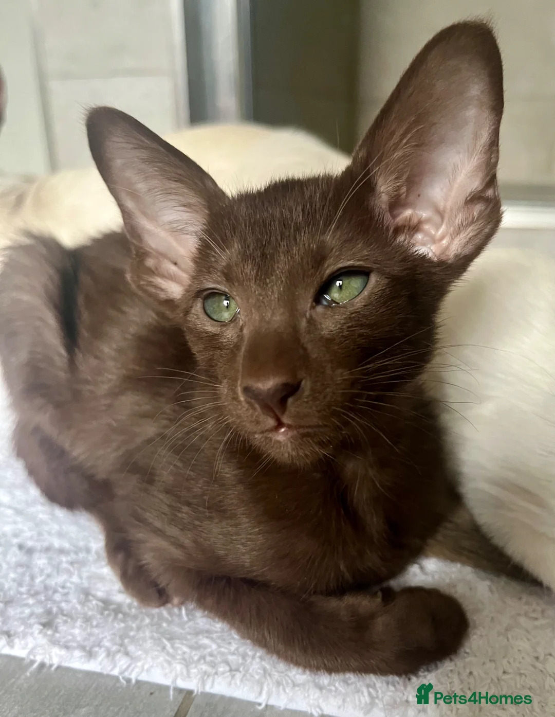 Havana Brown cats for sale: Exclusive Pedigree Havana Brown Kittens GCCF reg - Advert 1