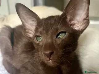 Havana Brown cats Pedigree Havana Brown Kittens GCCF reg - Advert 5