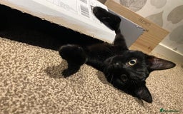 Ragdoll cats for sale: Ragdoll X British Shorthair Black Cat 🐈‍⬛  - Image 3
