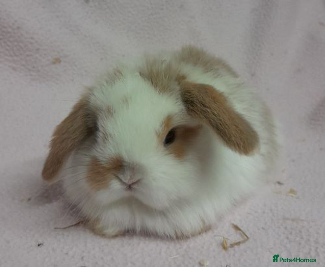 Mini Lop rabbits for sale: Mini Lops- vaccinated with new vaccine in Ashford - Image 13