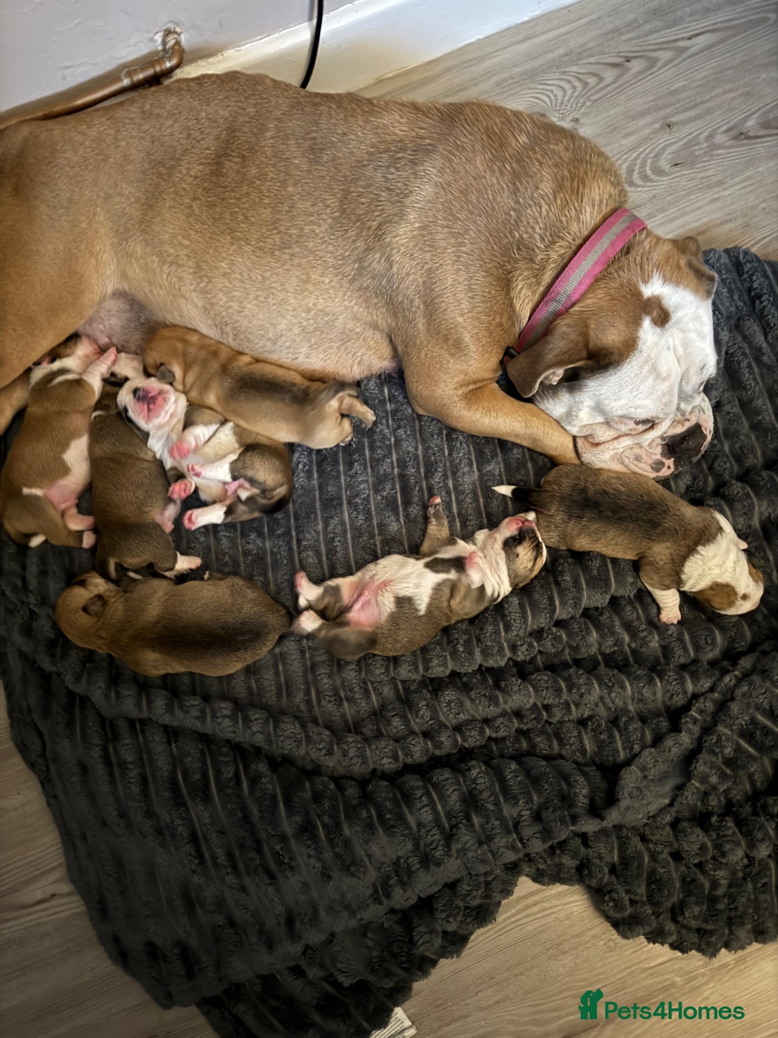 Mixed Breed dogs for sale: Fluffy English bull dogs  in Walsall - Advert 5