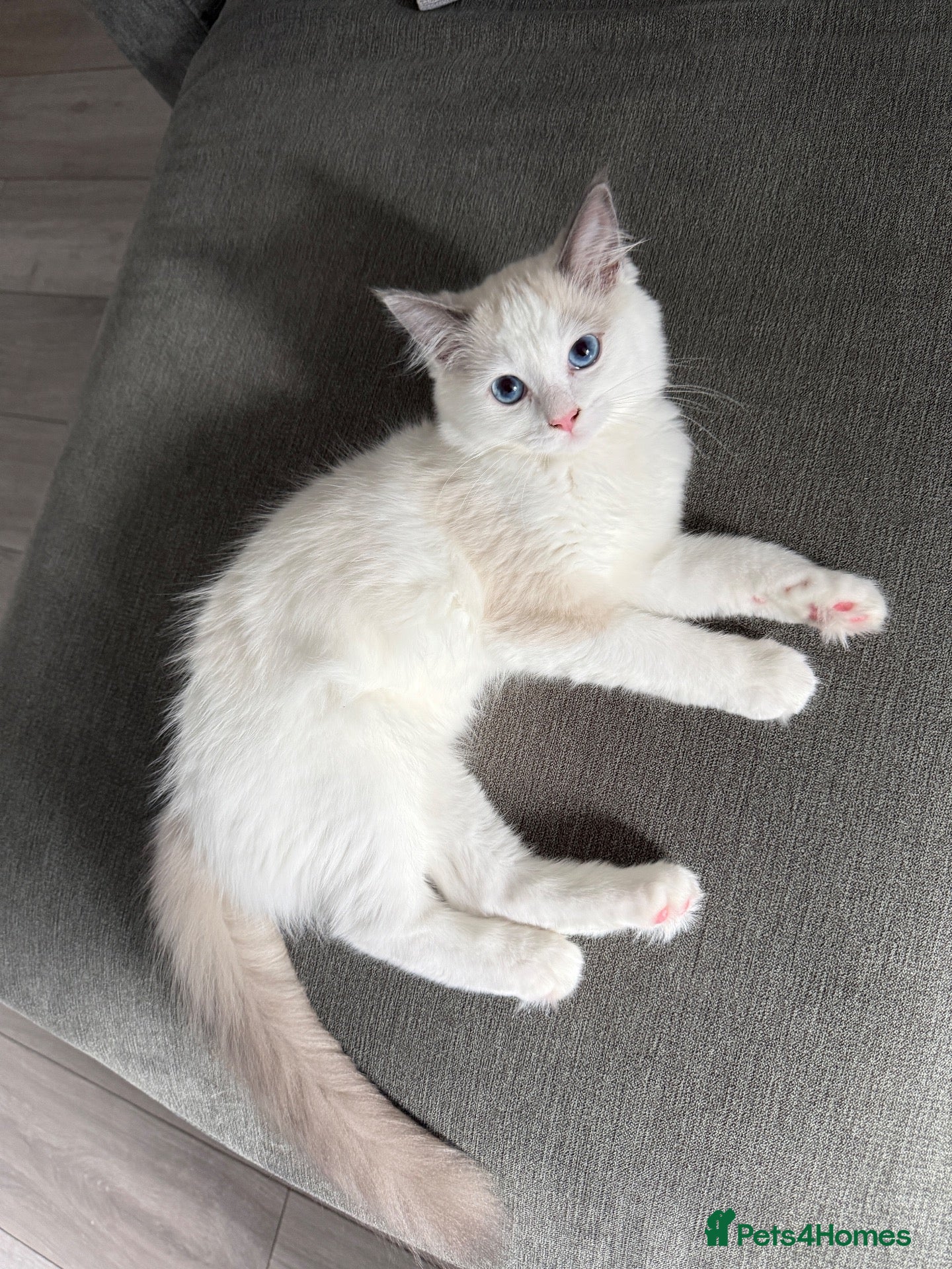 Ragdoll cats Ragdoll kitten for sale  - Advert 9