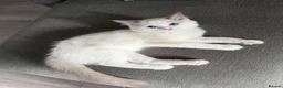 Ragdoll cats for sale: Ragdoll kitten for sale  in Sudbury - Advert 1