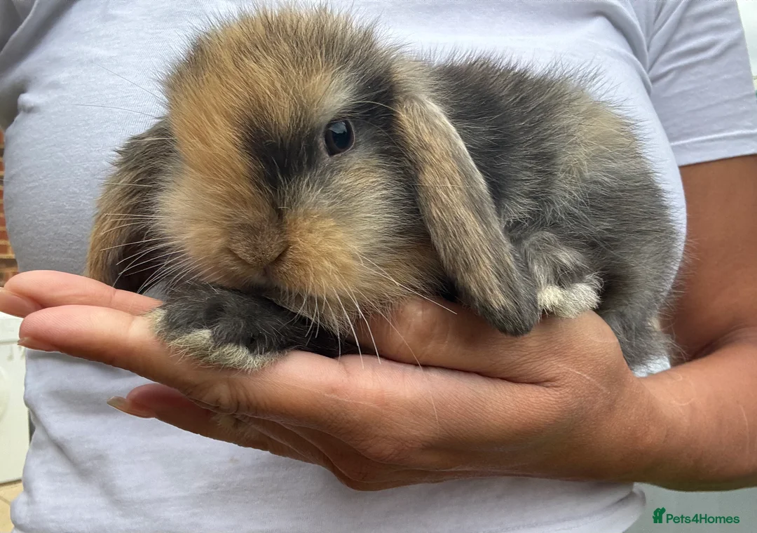 Mini Lop rabbits for sale: Stunning Mini Lop Bunnies in Tunbridge Wells - Advert 12