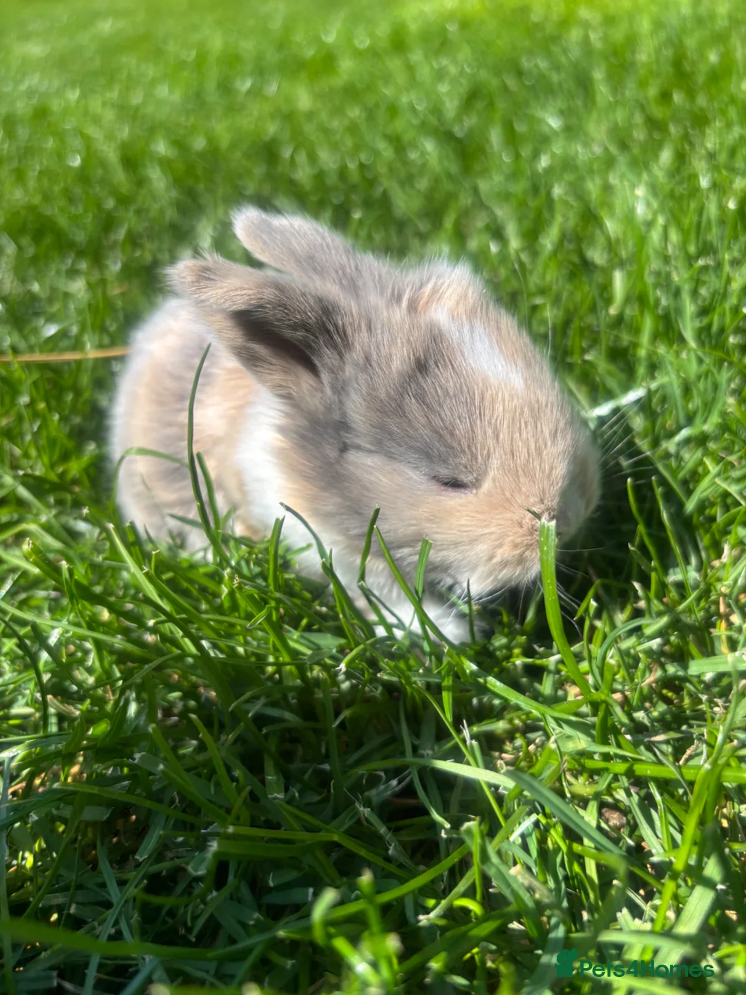 Mini Lop rabbits for sale: Beautiful coloured mini lops - Advert 8