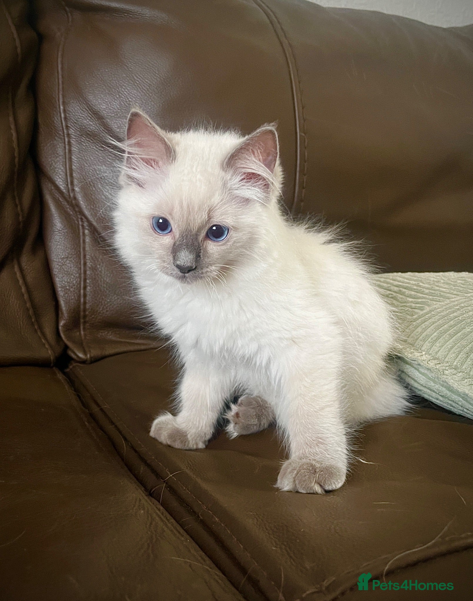 Ragdoll cats GCCF Registered Ragdoll Kittens  - Advert 1