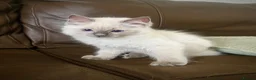 Ragdoll cats for sale: GCCF Registered Ragdoll Kittens  - Advert 5