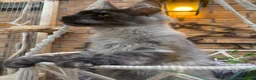 Maine Coon cats for sale: Exceptional pedigree MaineCoons - Phantom & Sprite - Advert 10
