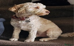 Cockapoo dogs for sale: Sweetest cockapoo - Image 4