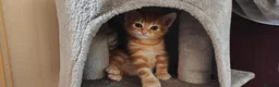 Mixed Breed cats for sale: Ginger boy for sale - Advert 4