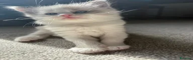 Ragdoll Kitten 4