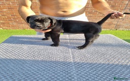 Cane Corso dogs for sale: Champion-Bloodline Cane Corso Puppies  - Image 11