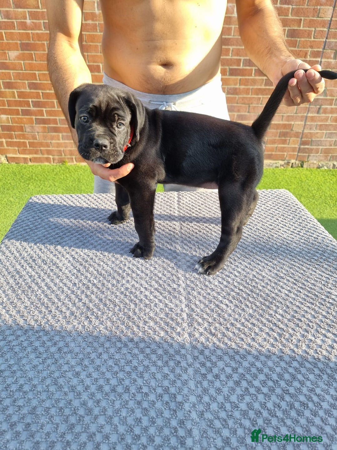Cane Corso dogs for sale: Champion-Bloodline Cane Corso Puppies  - Image 11