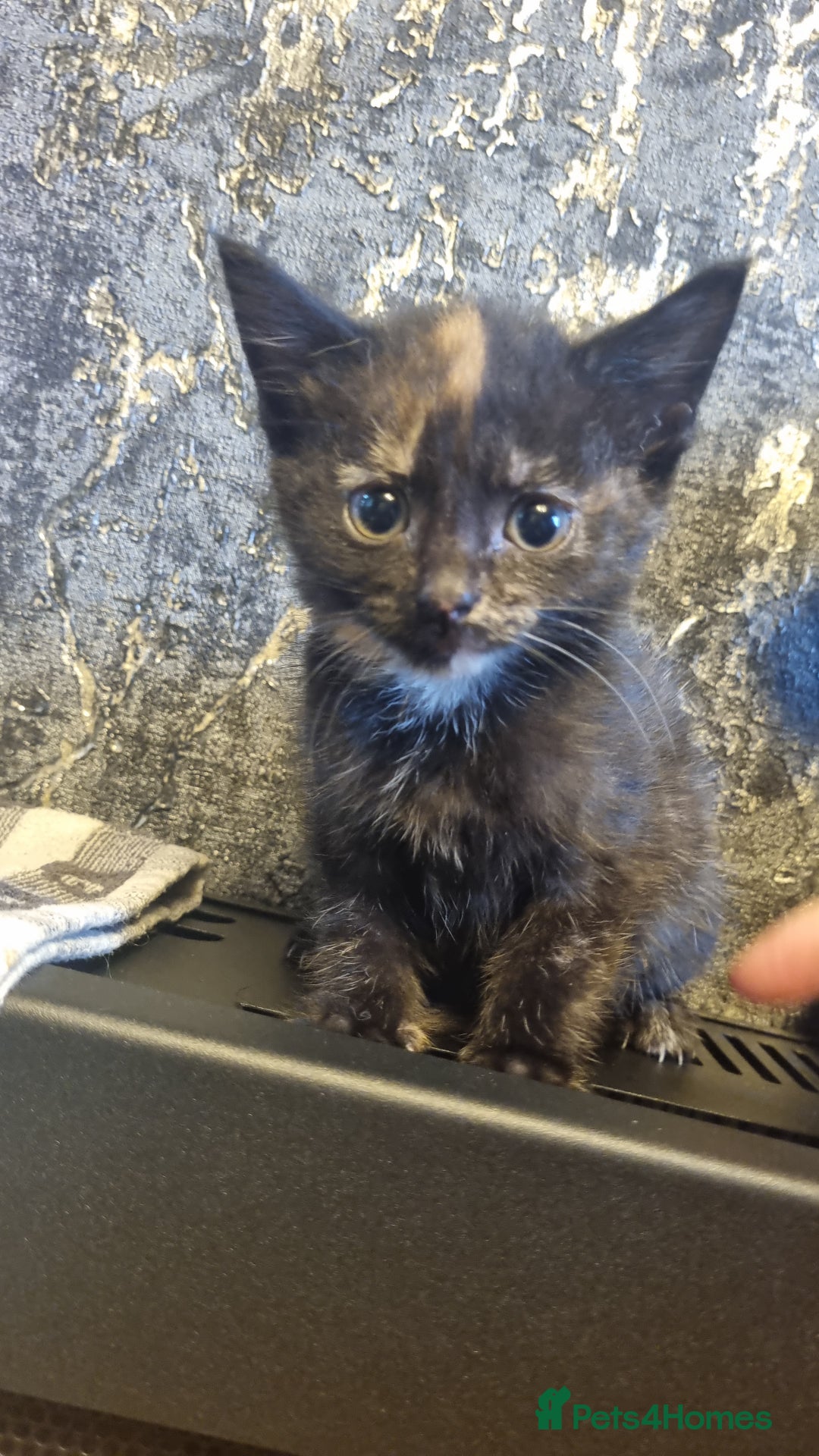 Mixed Breed cats for sale: 3 beautiful kittens. - Image 3