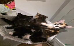 British Longhair cats for sale: 7 kittens boys and girls. British longhair cross  - Image 1