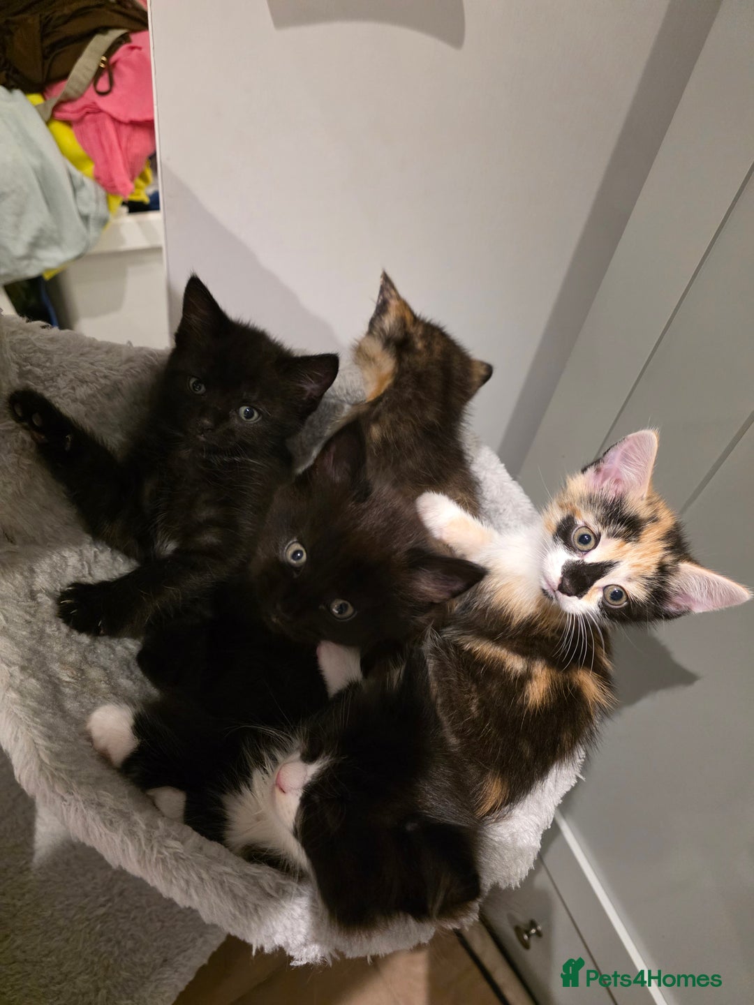 British Longhair cats for sale: 7 kittens boys and girls. British longhair cross  - Image 1