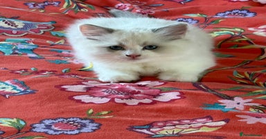 Ragdoll cats Registered Ragdoll kittens - Advert 6