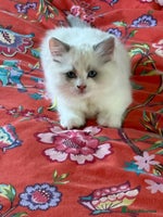 Ragdoll cats Registered Ragdoll kittens - Advert 7