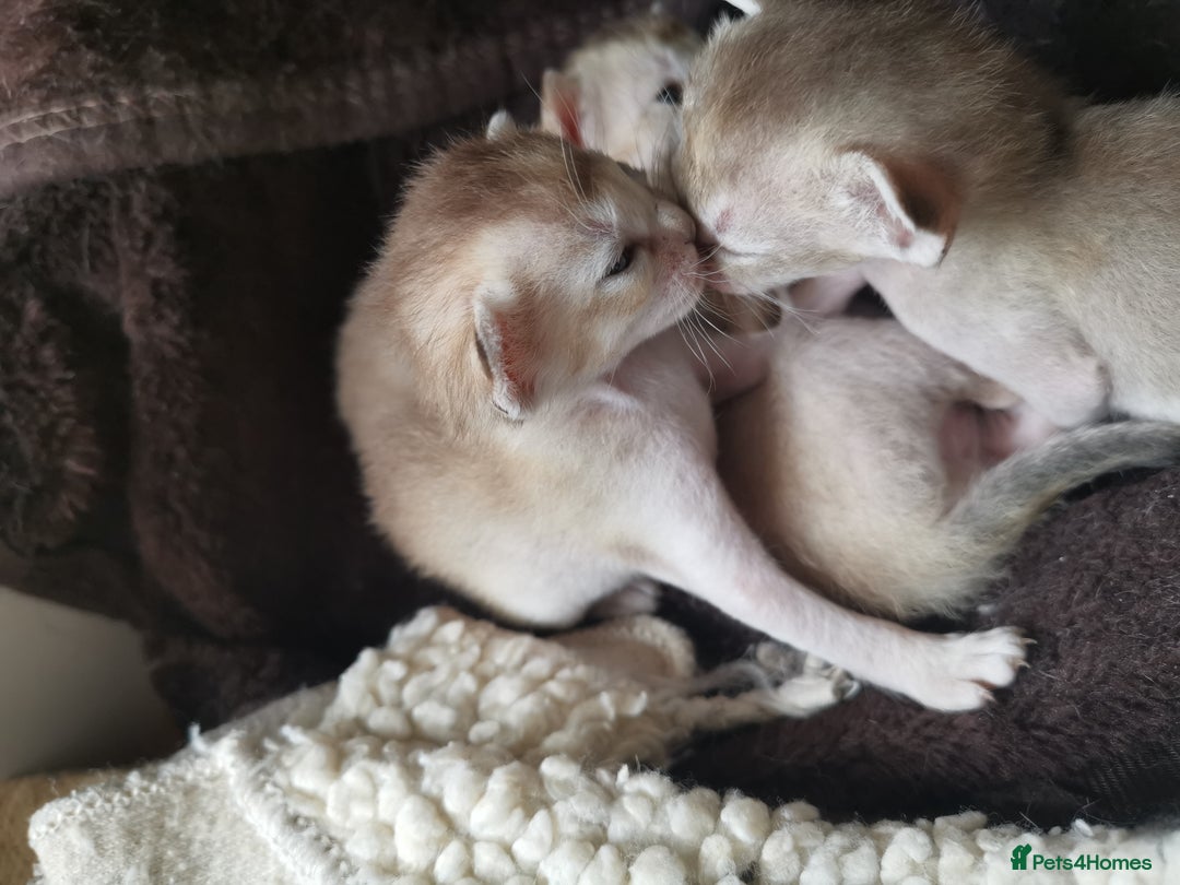Singapura cats for sale: Stunning Singapura kittens  - Image 17