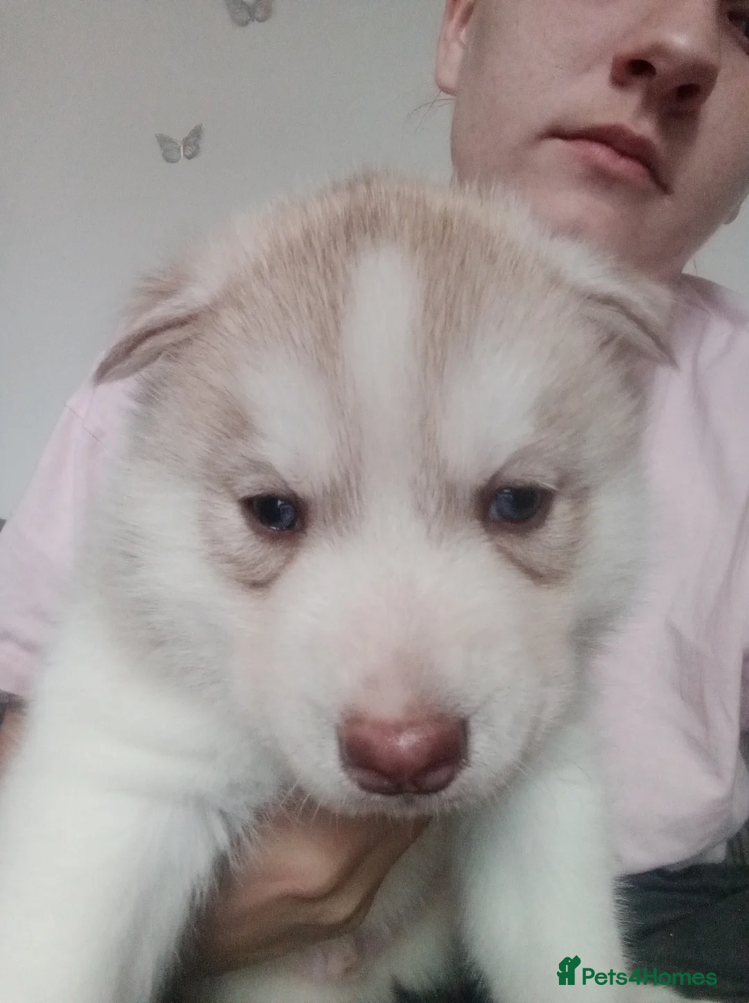 Siberian Husky dogs for sale: Male husky puppy for sale - Advert 5