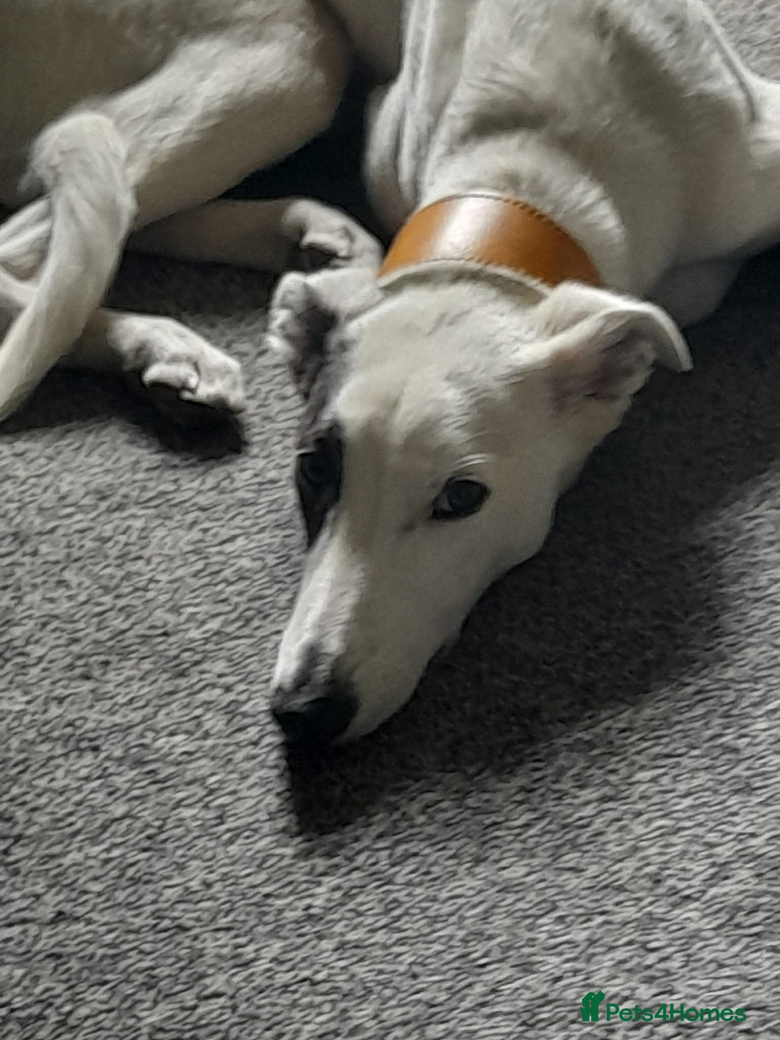 Mixed Breed dogs Lurcher  - Advert 14