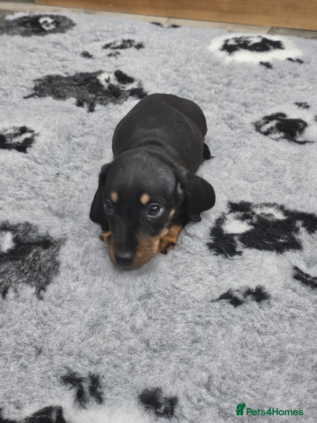 Dachshund dogs for sale: Kc wirehaired daschund puppies  - Image 6