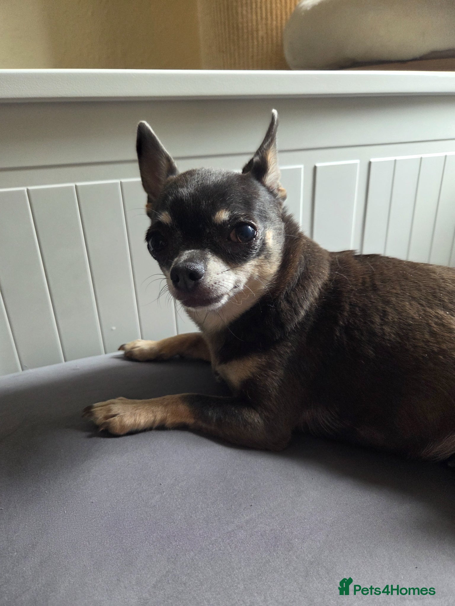 Chihuahua dogs 2 small ladies looking for laps alone or together! - Advert 7
