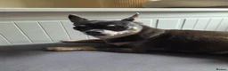 Chihuahua dogs for sale: 2 small ladies looking for laps alone or together! in Taunton - Advert 1