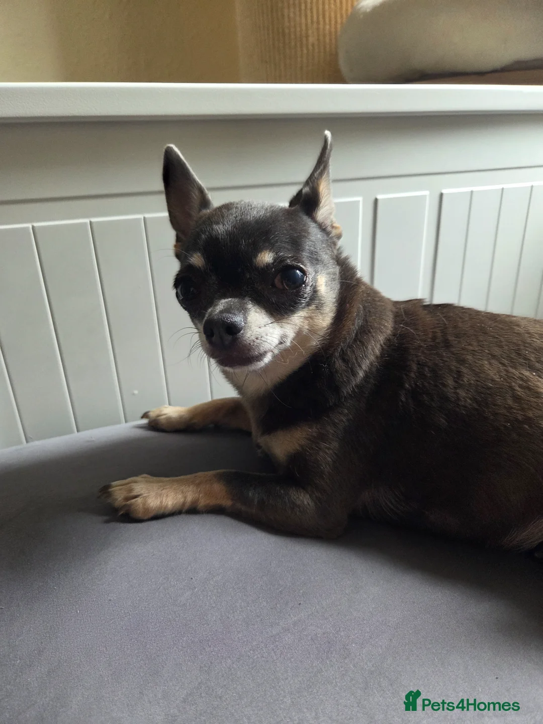 Chihuahua dogs for sale: 2 small ladies looking for laps alone or together! in Taunton - Advert 1
