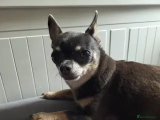 Chihuahua dogs 2 small ladies looking for laps alone or together! - Advert 7