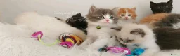 Ragdoll cats for sale: £Negotiable Beautiful cross Ragdoll/Persian😻😻😻 - Advert 23