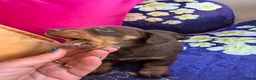Miniature Dachshund dogs for sale: Dachshund miniature smooth hair pups - Advert 18