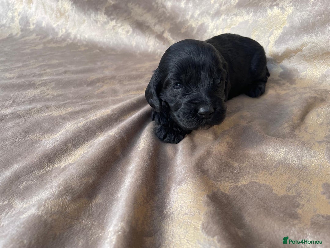 Cockapoo dogs for sale: Cockapoo puppies for sale  - Image 7