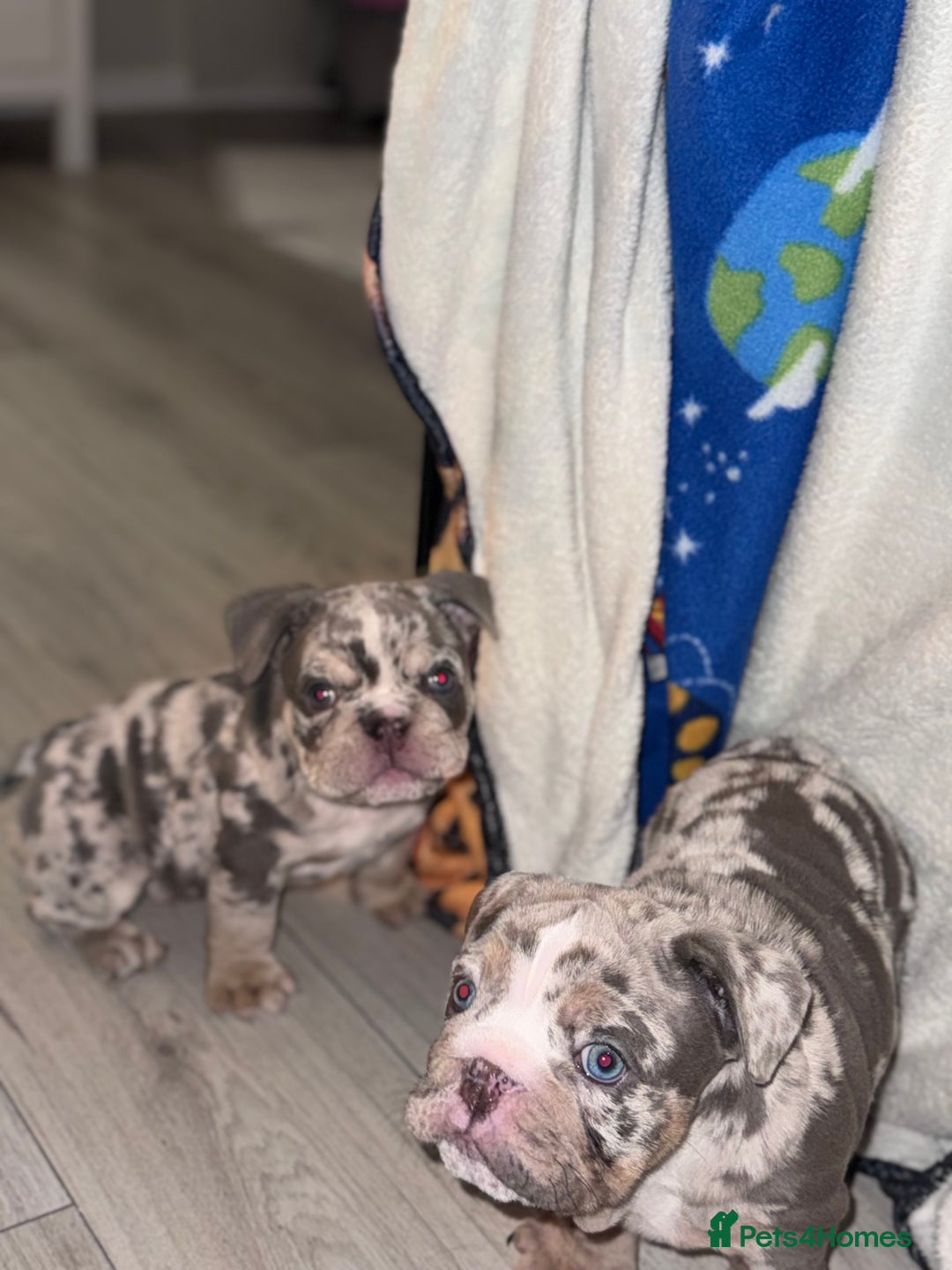 English Bulldog dogs for sale: English Bulldogs ready to leave 10/12/25  - Advert 33