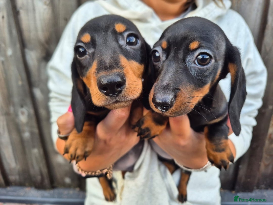 Miniature Dachshund dogs for sale: Miniature smooth dachshund puppies  - Image 8