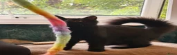 Mixed Breed cats for sale: 🖤 Beautiful 5-Month-Old Black Long-Haired Kitten  - Advert 7