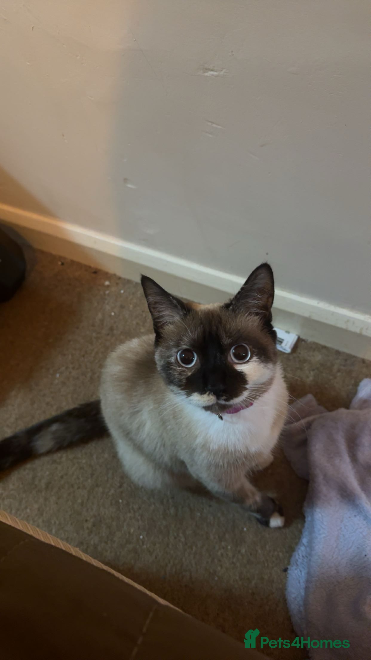 Siamese cats Female Siamese Cat - URGENT - Advert 1