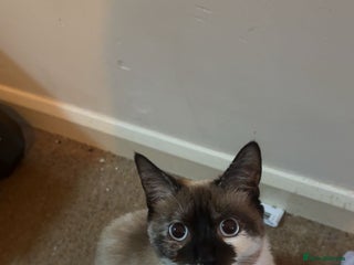 Siamese cats Female Siamese Cat - URGENT - Advert 1