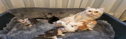Scottish Fold cats for sale: Four wonderful Scottish Fold/straight kittens - Advert 3