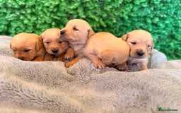 Goldador dogs for sale: 🐾Gorgeous Puppies-Family Raised with Love&Care🐾 - Image 13