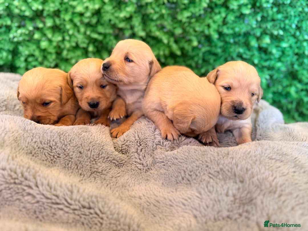 Goldador dogs for sale: 🐾Gorgeous Puppies-Family Raised with Love&Care🐾 - Image 13