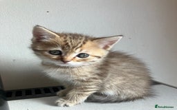 Scottish Fold cats for sale: 1 fold 2 straight Scottish darlings  - Image 6