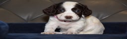 Cocker Spaniel dogs for sale: Kc Reg Health Tested Cocker Spaniel Puppies - Advert 8