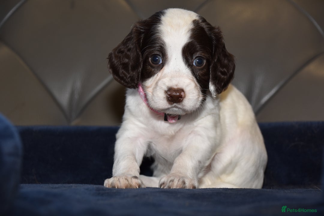 Cocker Spaniel dogs for sale: Kc Reg Health Tested Cocker Spaniel Puppies - Advert 8